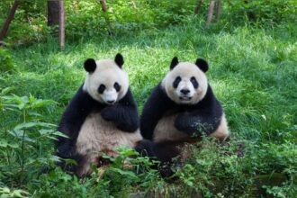 Francia, Huan Huan e Yuan Zi lasciano lo ZooParc de Beauval: la coppia torna in Cina