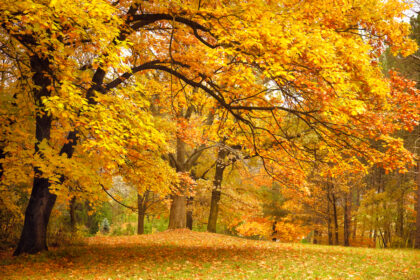 Giornata nazionale degli Alberi 2025: scopri perché il 21 novembre è importante per il pianeta