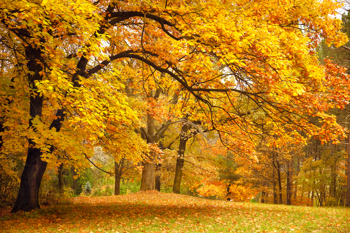 Giornata nazionale degli Alberi 2025: scopri perché il 21 novembre è importante per il pianeta