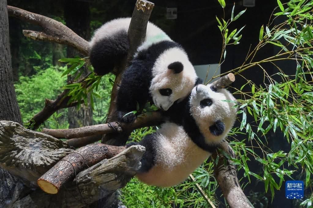 Il Giappone dice "addio" ai panda giganti: la coppia verso il rimpatrio in Cina