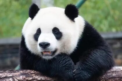 Il "Piccolo Miracolo" Xiao Qi Ji: la storia che portato speranza nel mondo