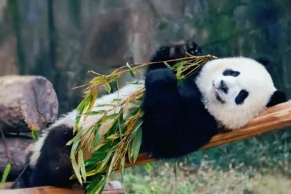 Il "Tesoro" panda Bao Bao: la star dello Zoo Nazionale di Washington