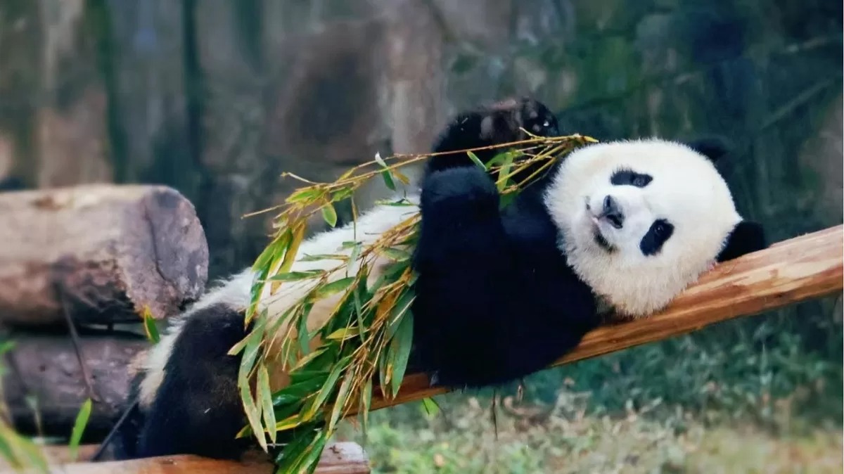 Il "Tesoro" panda Bao Bao: la star dello Zoo Nazionale di Washington