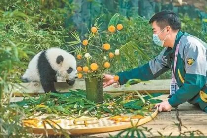 Il legame speciale tra Mei Zhu e il suo custode “Nonno Daliang”: l'amore incondizionato