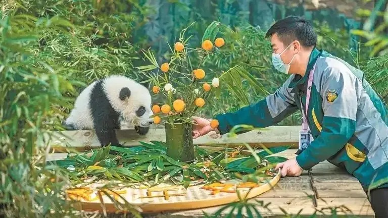 Il legame speciale tra Mei Zhu e il suo custode “Nonno Daliang”: l'amore incondizionato