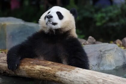 Il panda che "Cavalca il vento", Cheng Feng: storia e curiosità