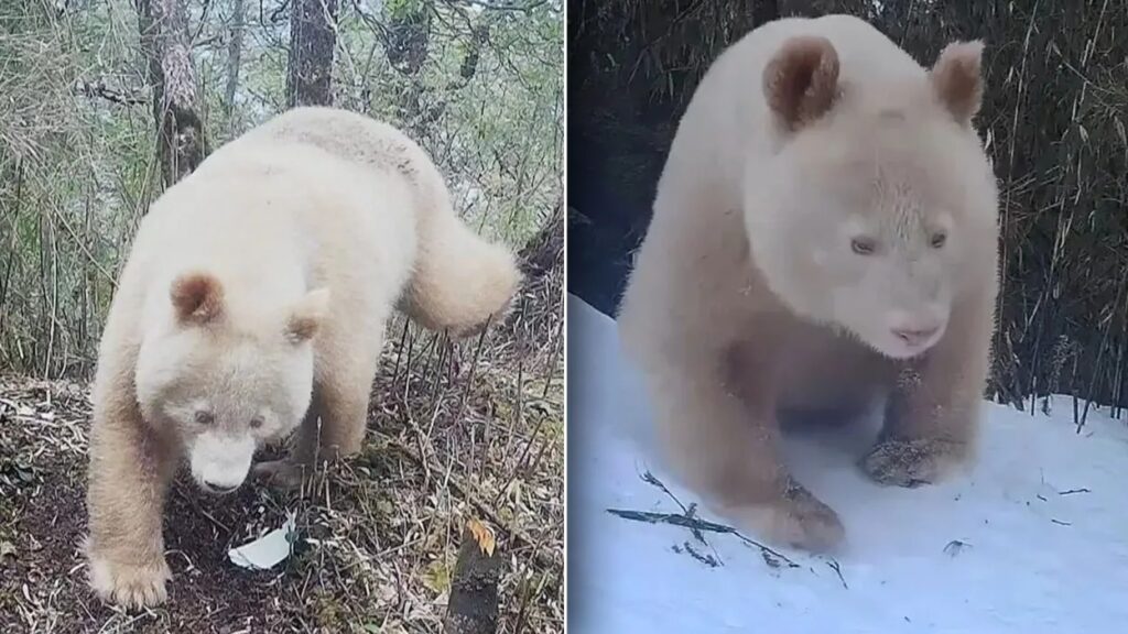Il rarissimo panda albino avvistato nella Riserva di Wolong: una scoperta storica in Cina