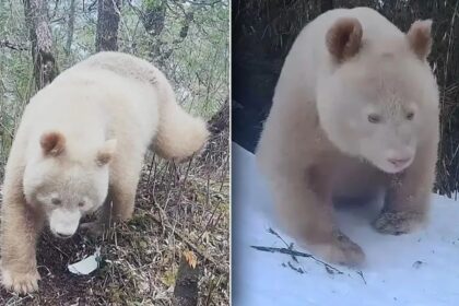 Il rarissimo panda albino avvistato nella Riserva di Wolong: una scoperta storica in Cina