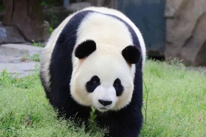 La seconda moglie di Qi Zai, Zheng Zheng: la “nuvola di bambù” che conquista il pubblico