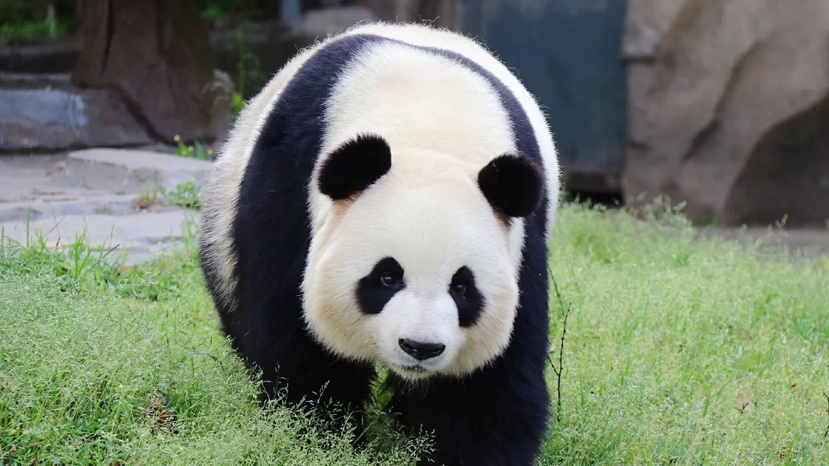 La seconda moglie di Qi Zai, Zheng Zheng: la “nuvola di bambù” che conquista il pubblico