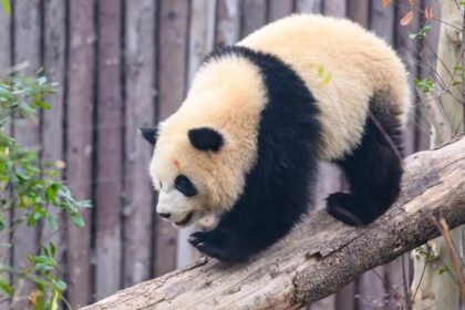 La storia di Lun Wu, il piccolo Aobai: le origini del panda guerriero