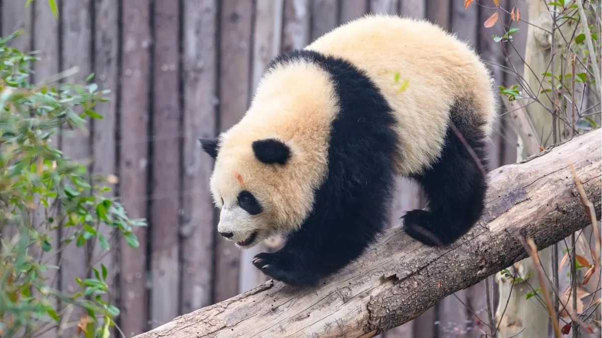 La storia di Lun Wu, il piccolo Aobai: le origini del panda guerriero