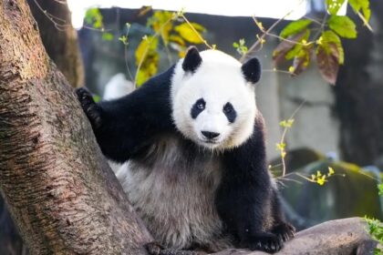 L'affascinante storia del panda Mei Huan: l'unione tra America e Cina