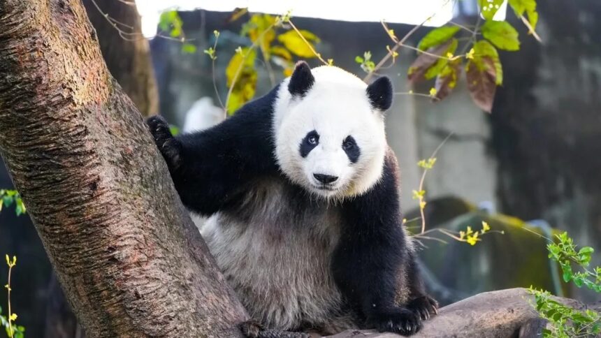 L'affascinante storia del panda Mei Huan: l'unione tra America e Cina