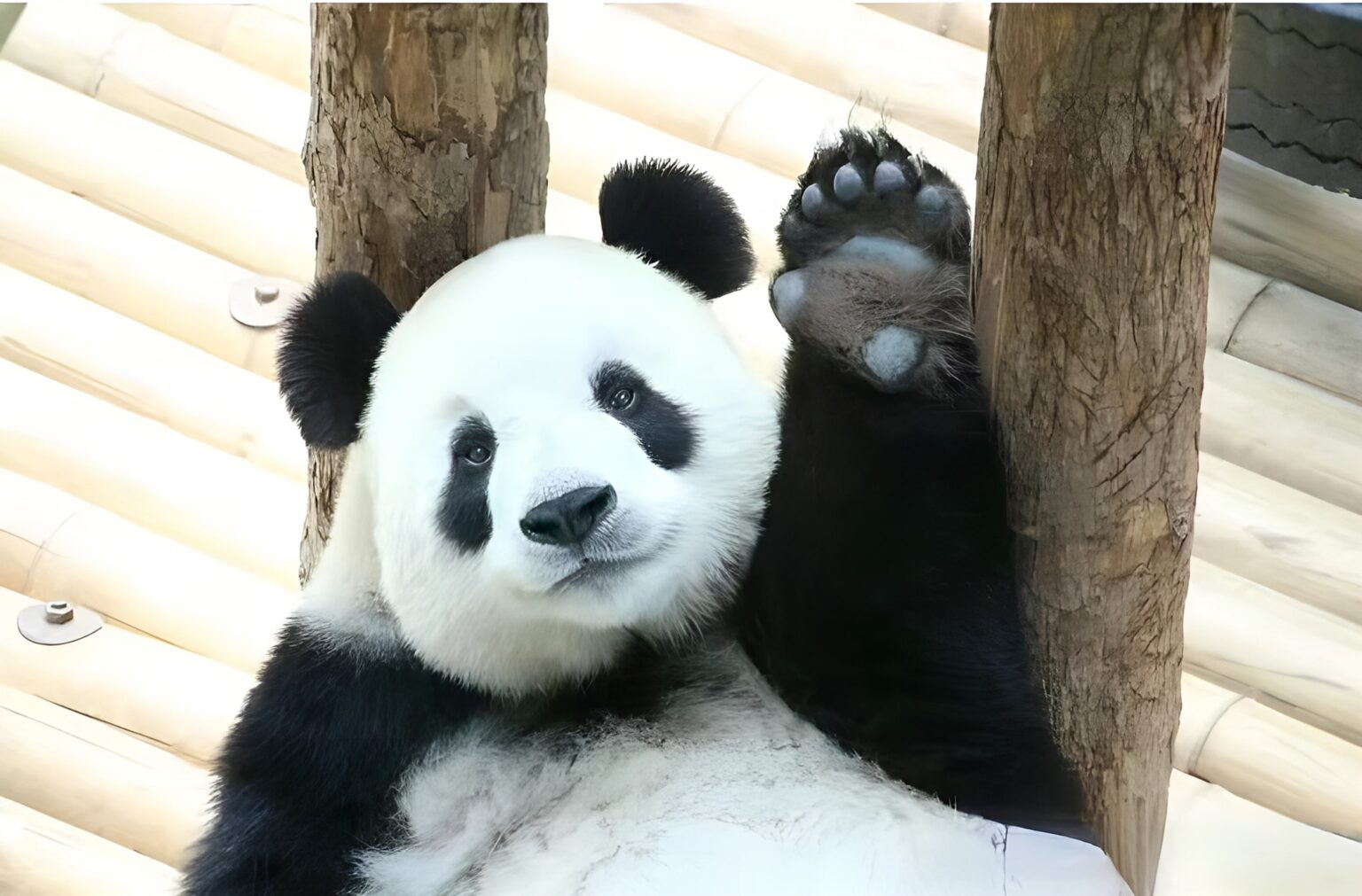 Curiosità sul panda Fe Yun del Dalian Forest Zoo