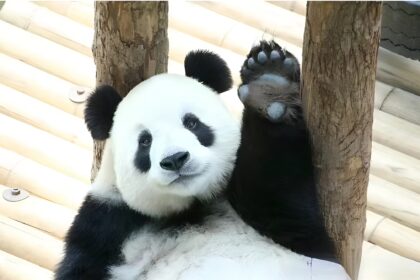 Le curiosità sul panda Fe Yun: la principessa gourmet" dello zoo della foresta di Dalian
