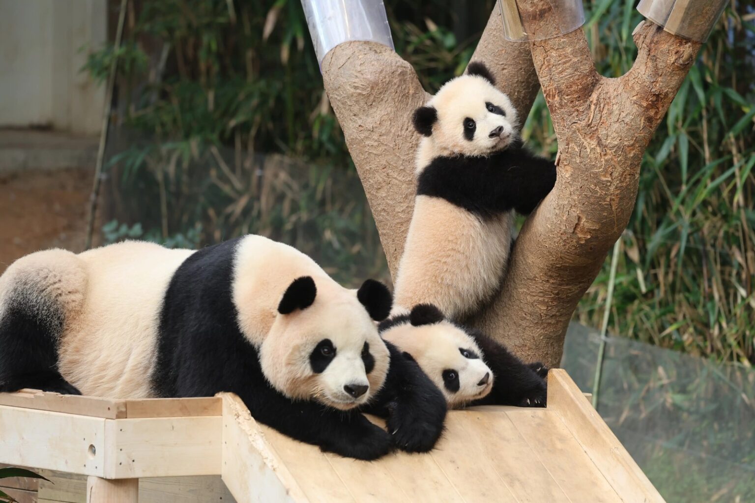 Le gemelle panda Hui Bao e Rui Bao: le sorelle di Fu Bao
