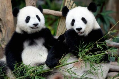 Malesia, Zoo Negara: arrivo dei panda giganti Chen Xing e Xiao Yue