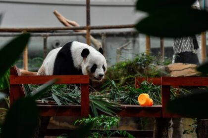 Malesia, arrivano due nuovi panda giganti: simbolo di amicizia e nuova cooperazione con la Cina