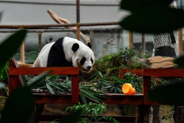 Malesia, arrivano due nuovi panda giganti: simbolo di amicizia e nuova cooperazione con la Cina