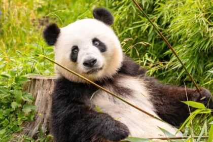 Meng Meng, il panda ambasciatore dello zoo di Berlino: storia , curiosità e cuccioli