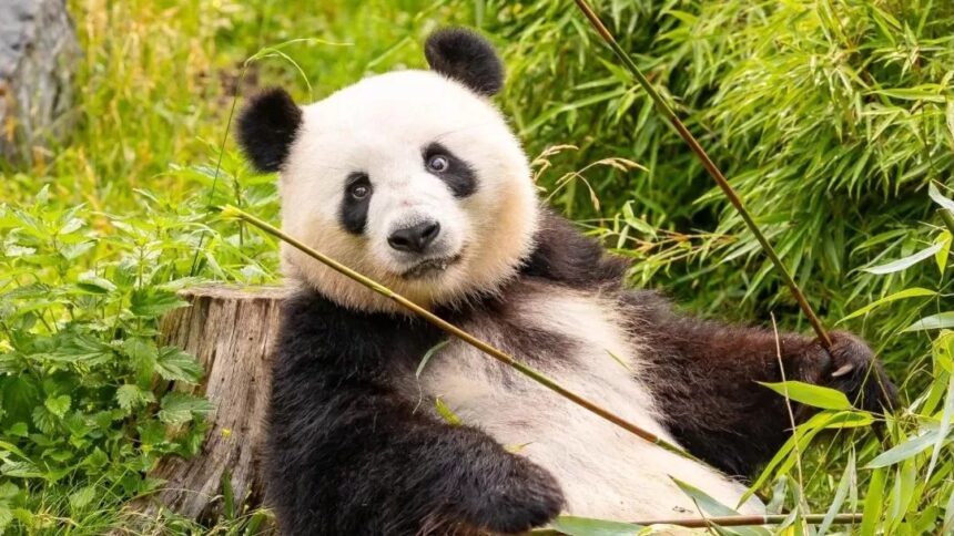 Meng Meng, il panda ambasciatore dello zoo di Berlino: storia , curiosità e cuccioli