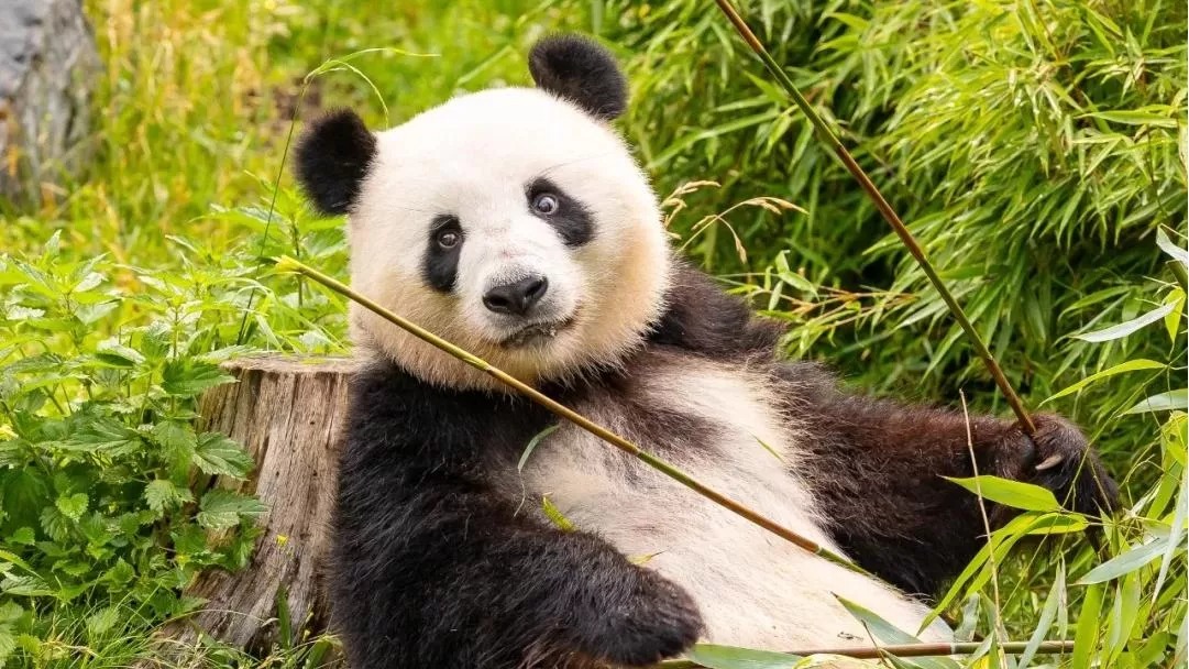 Meng Meng, il panda ambasciatore dello zoo di Berlino: storia , curiosità e cuccioli