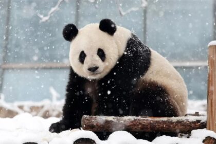 Meng Meng: la diva del panda cinema allo Zoo di Pechino