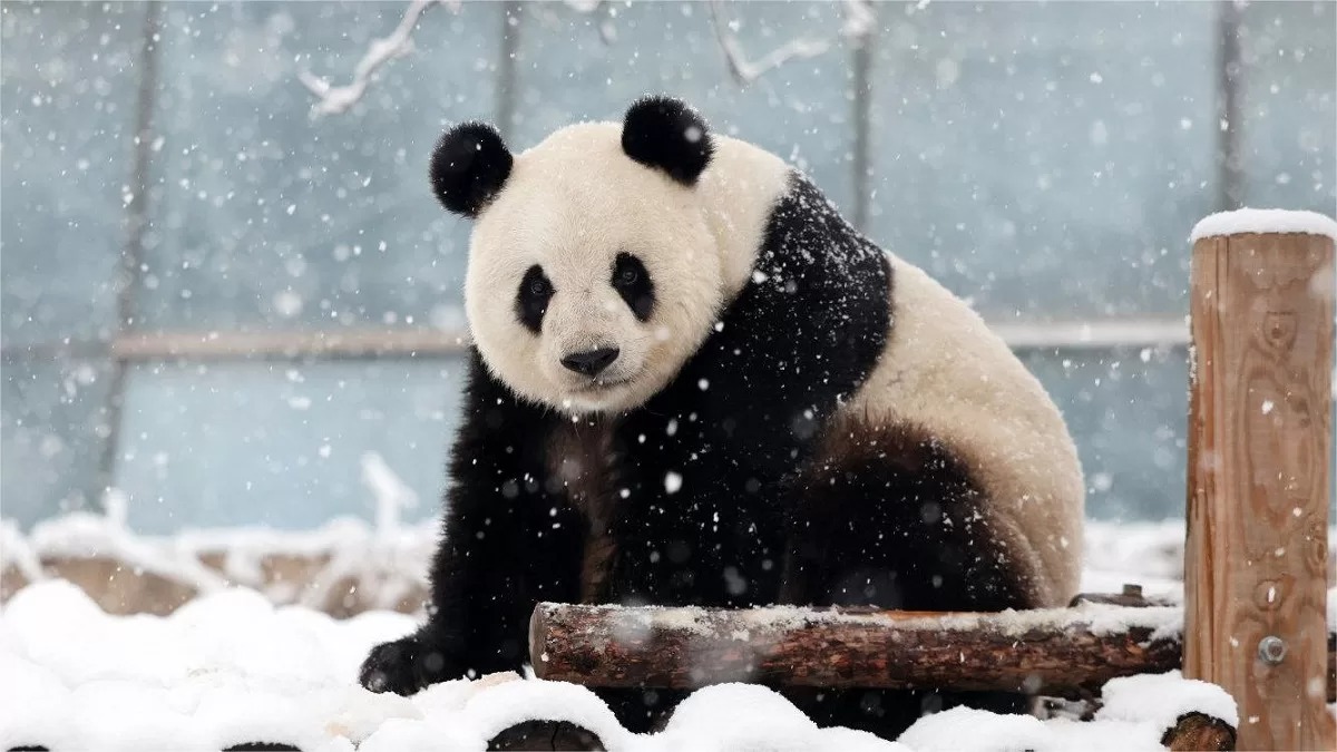 Meng Meng: la diva del panda cinema allo Zoo di Pechino