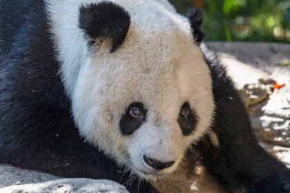 Morto il panda gigante Gao Gao: addio al leggendario “nonno” di 33 anni