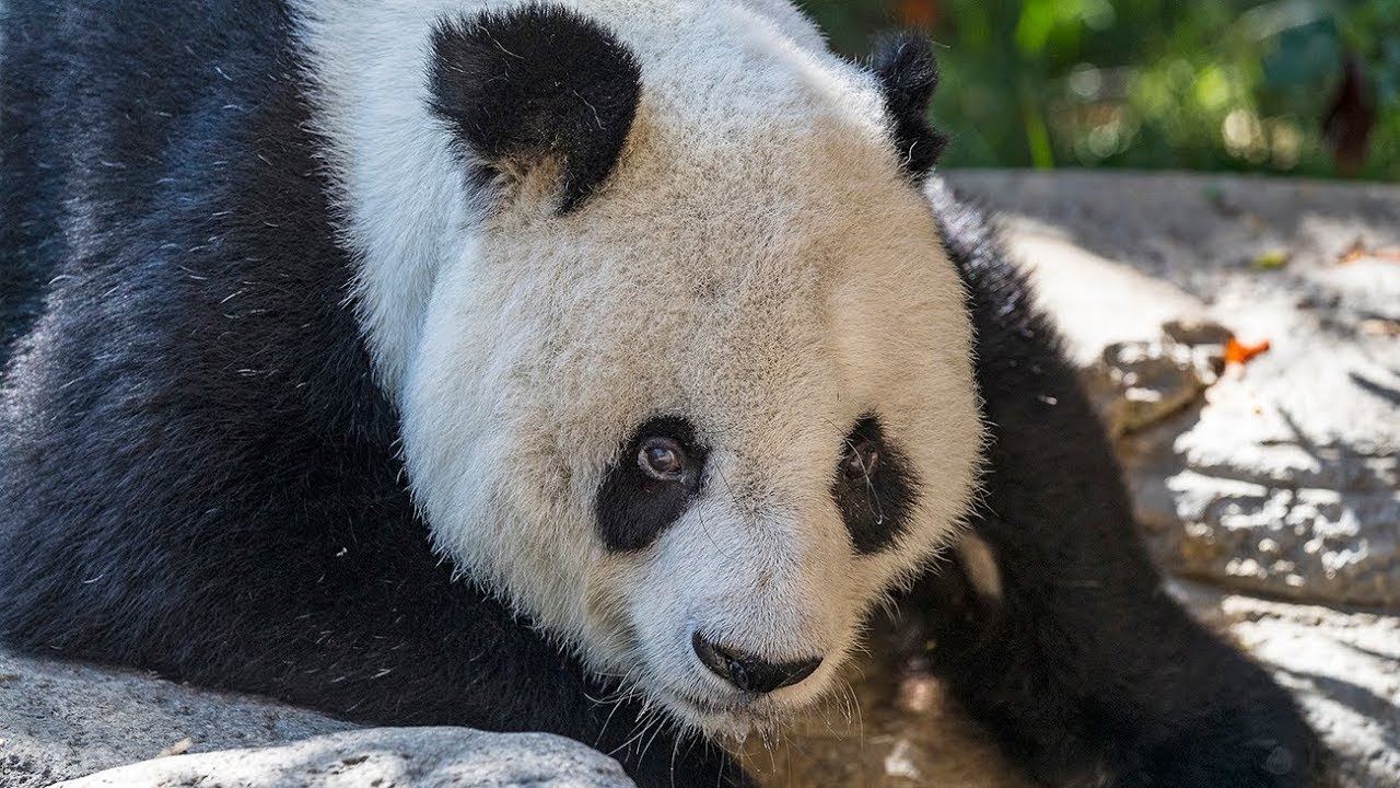 Morto il panda gigante Gao Gao: addio al leggendario “nonno” di 33 anni