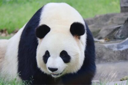 Panda Ba Zai, figlio di Qi Zai: il cucciolo vegetariano dal carattere unico