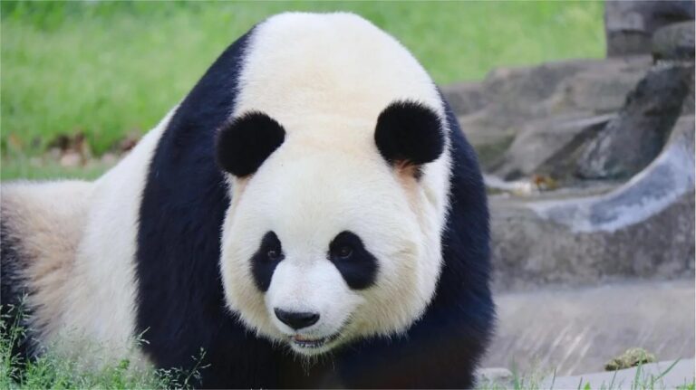 Panda Ba Zai, figlio di Qi Zai: il cucciolo vegetariano dal carattere unico