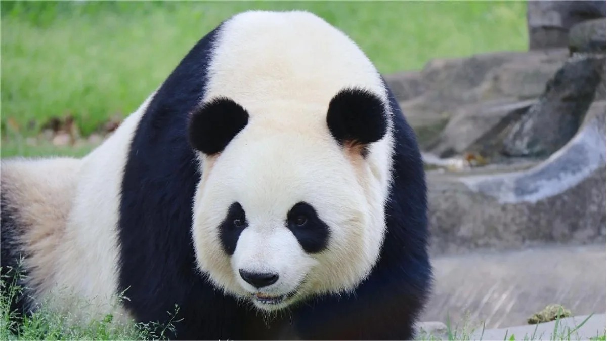 Panda Ba Zai, figlio di Qi Zai: il cucciolo vegetariano dal carattere unico
