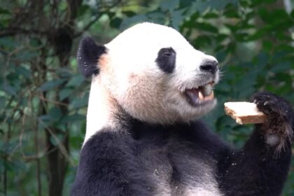 Panda Bei Bei: storia e dietro le quinte del panda più celebre della diplomazia animale