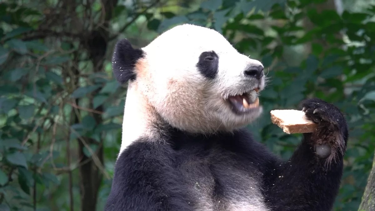 Panda Bei Bei: storia e dietro le quinte del panda più celebre della diplomazia animale
