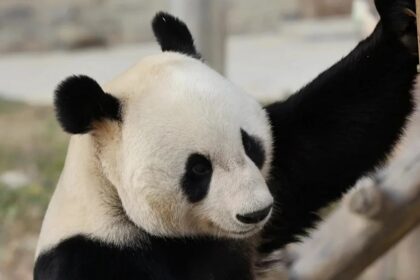 Panda Fu Fu: il panda più fashion della Cina