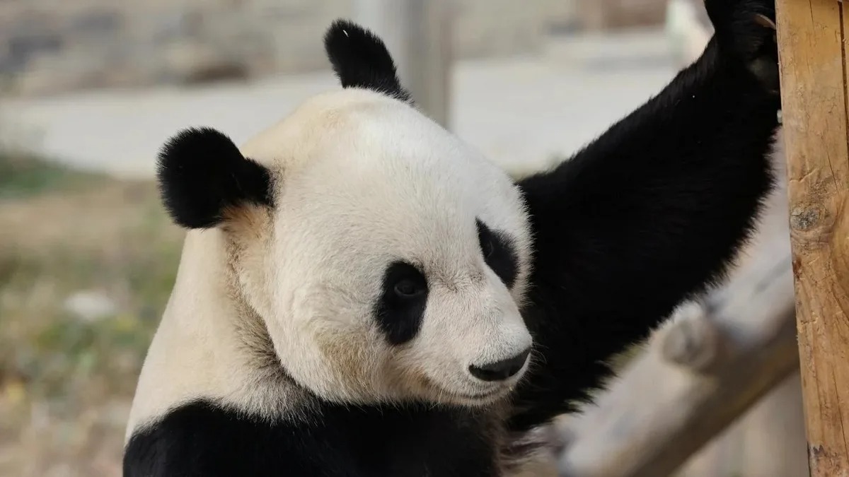 Panda Fu Fu: il panda più fashion della Cina