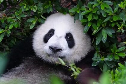 Panda He Ye: la gemella del director Hua Hua e la giovane stella della Base di Chengdu
