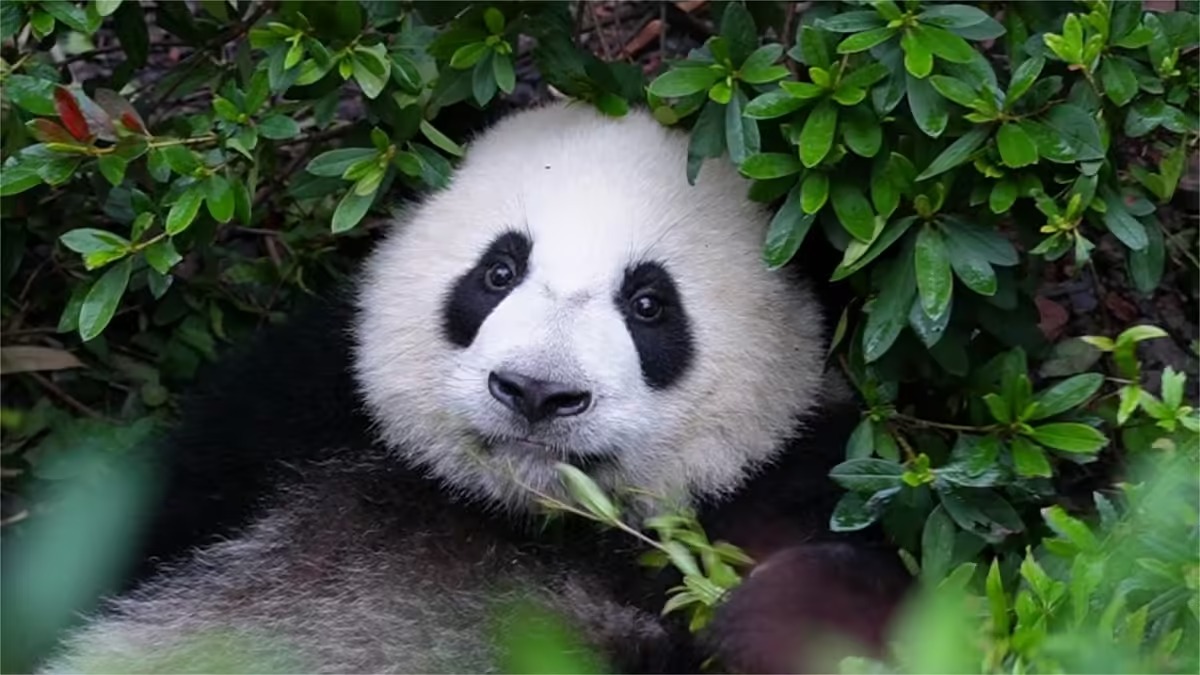 Panda He Ye: la gemella del director Hua Hua e la giovane stella della Base di Chengdu
