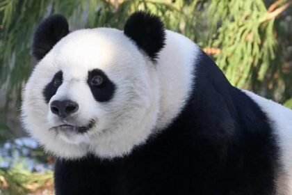 Panda Mei Xiang, moglie di Tian Tian: ambasciatrice di amicizia tra Cina e Stati Uniti