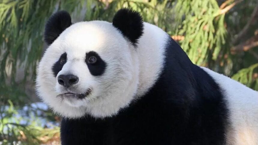 Panda Mei Xiang, moglie di Tian Tian: ambasciatrice di amicizia tra Cina e Stati Uniti