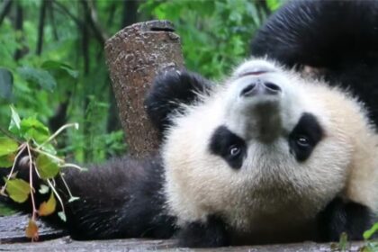 Panda Run Yue, figlia di Yuan Run: il cuore dorato e ribelle di Chengdu