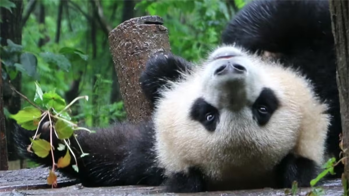 Panda Run Yue, figlia di Yuan Run: il cuore dorato e ribelle di Chengdu