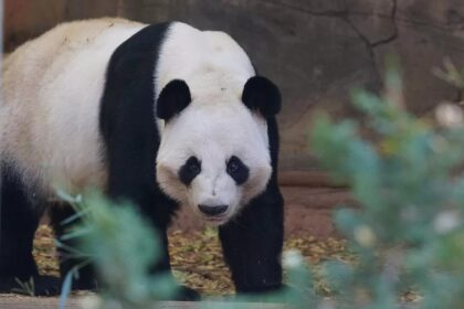 Panda Yang Yang (Jiu Jiu): un viaggio straordinario tra Cina e America