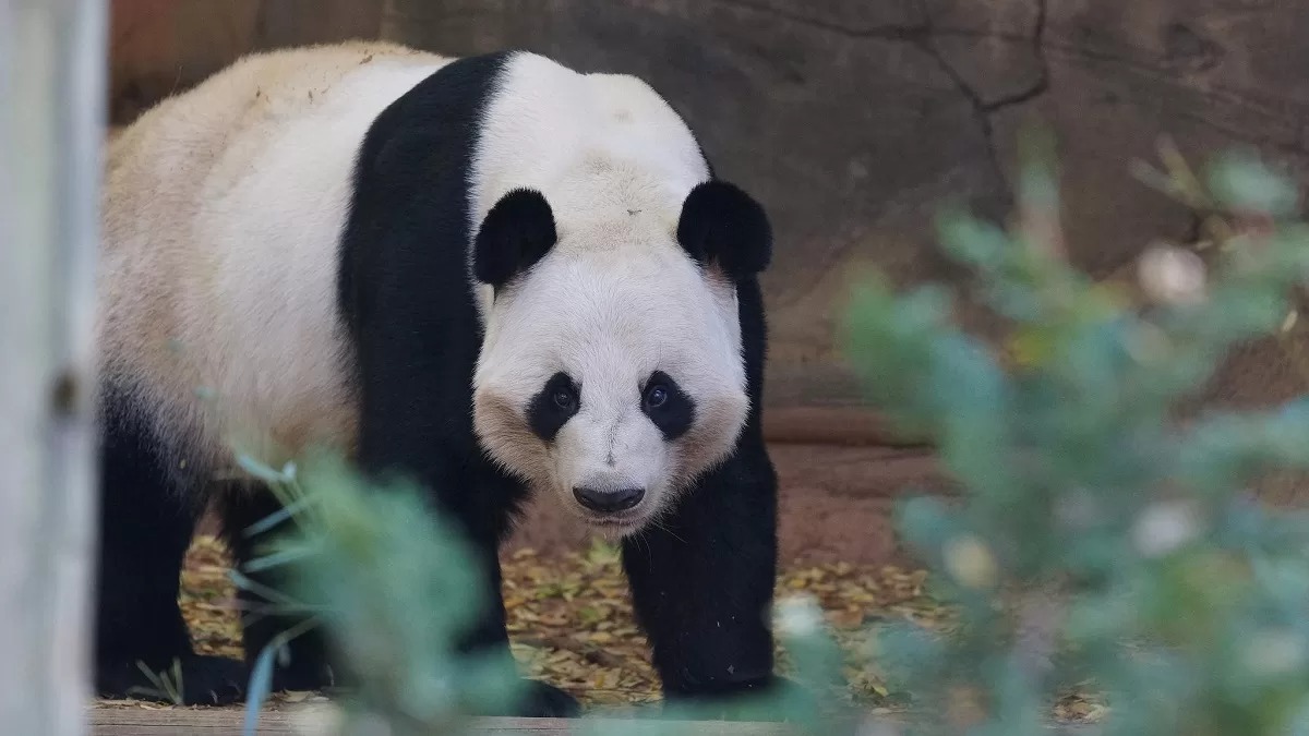 Panda Yang Yang (Jiu Jiu): un viaggio straordinario tra Cina e America