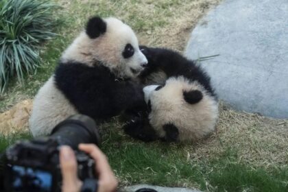 Panda twins Jia Jia e De De a Hong Kong: boom di turismo
