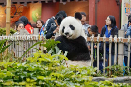 Perché i turisti non possono toccare i panda giganti?