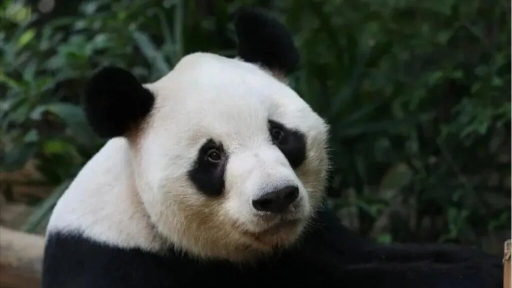 Qiu Bang, l'eccentrico anziano dei panda: i lineamenti unici e l'allevamento a Shenzhen