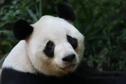 Qiu Bang, l'eccentrico anziano dei panda: i lineamenti unici e l'allevamento a Shenzhen